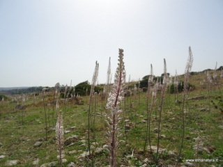 Gisira